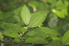 Brosimum alicastrum