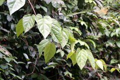 Guazuma ulmifolia