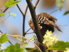 Campylorhynchus zonatus