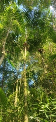 Pinanga andamanensis