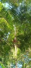 Pinanga andamanensis