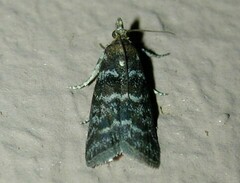 Ortholepis pasadamia
