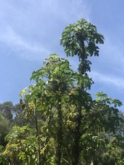 Vasconcellea pubescens