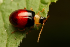 Monolepta