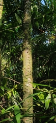 Pinanga andamanensis