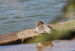 Mergus serrator