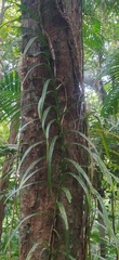 Freycinetia