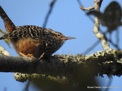 Campylorhynchus zonatus