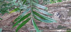 Podocarpus neriifolius