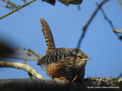 Campylorhynchus zonatus