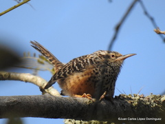 Campylorhynchus zonatus