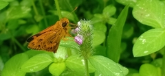 Oriens goloides