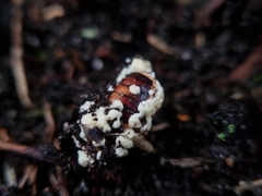 Beauveria bassiana