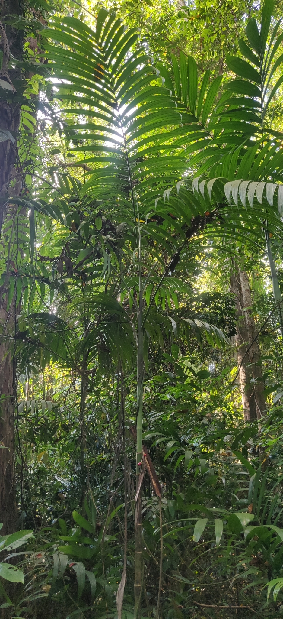 Imagem de areca