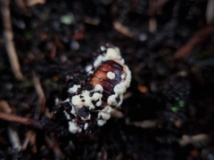 Beauveria bassiana