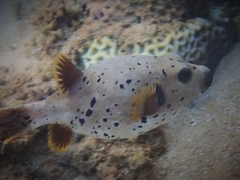 Arothron nigropunctatus