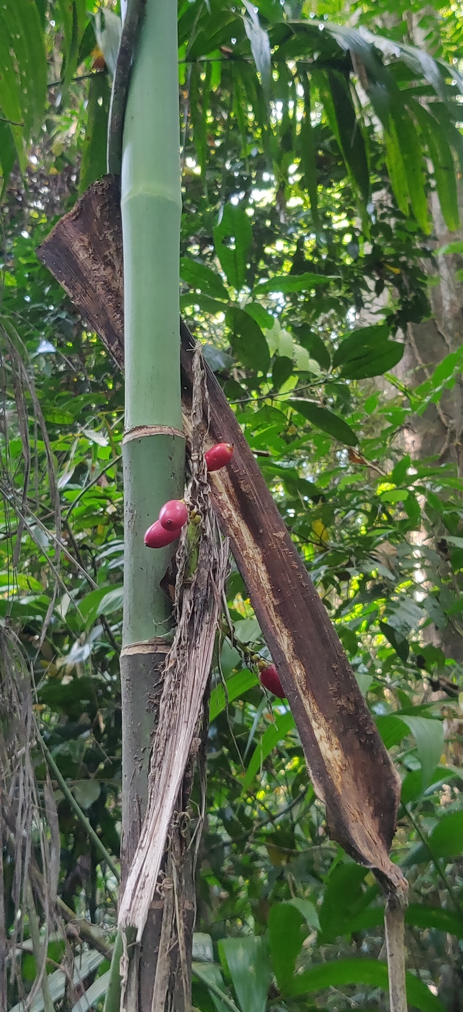 Imagem de areca