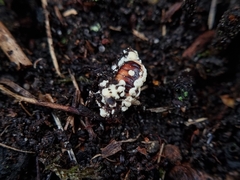 Beauveria bassiana