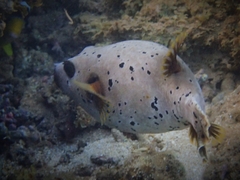 Arothron nigropunctatus