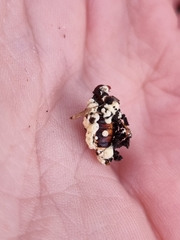 Beauveria bassiana