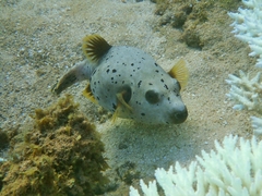 Arothron nigropunctatus