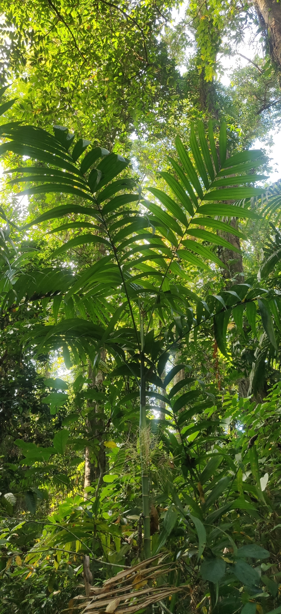 Imagem de areca