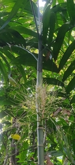 Areca triandra