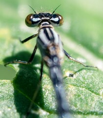 Enallagma cyathigerum