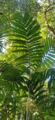 Areca triandra