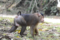 Macaca nemestrina