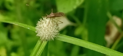 Riptortus linearis