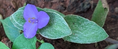 Tradescantia sillamontana