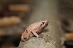 Kalophrynus pleurostigma