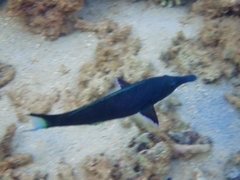 Gomphosus caeruleus