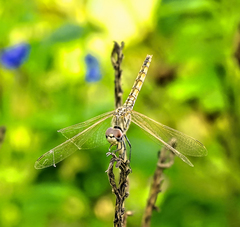 Trithemis arteriosa