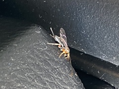 Itoplectis conquisitor