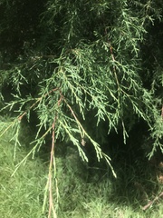 Cupressus