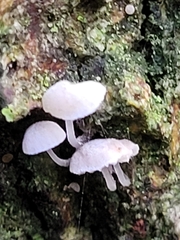 Mycena pseudocorticola
