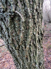 Mycena pseudocorticola