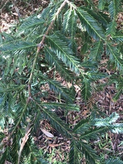 Sequoia