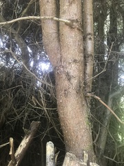 Cupressus