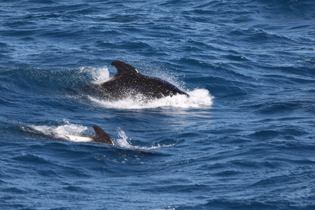 Long-finned pilot whales porpoising across open ocean