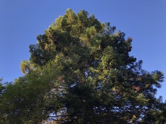 Sequoia