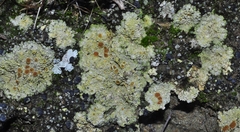 Rhizoplaca chrysoleuca