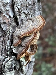 Porodaedalea