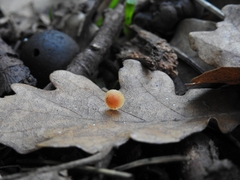 Mycena acicula