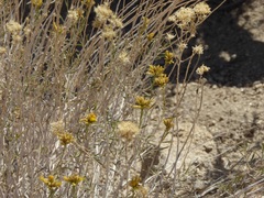 Chrysothamnus viscidiflorus puberulus