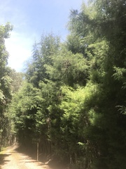 Cupressus