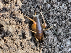 Ceuthophilus hesperus