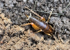 Ceuthophilus hesperus